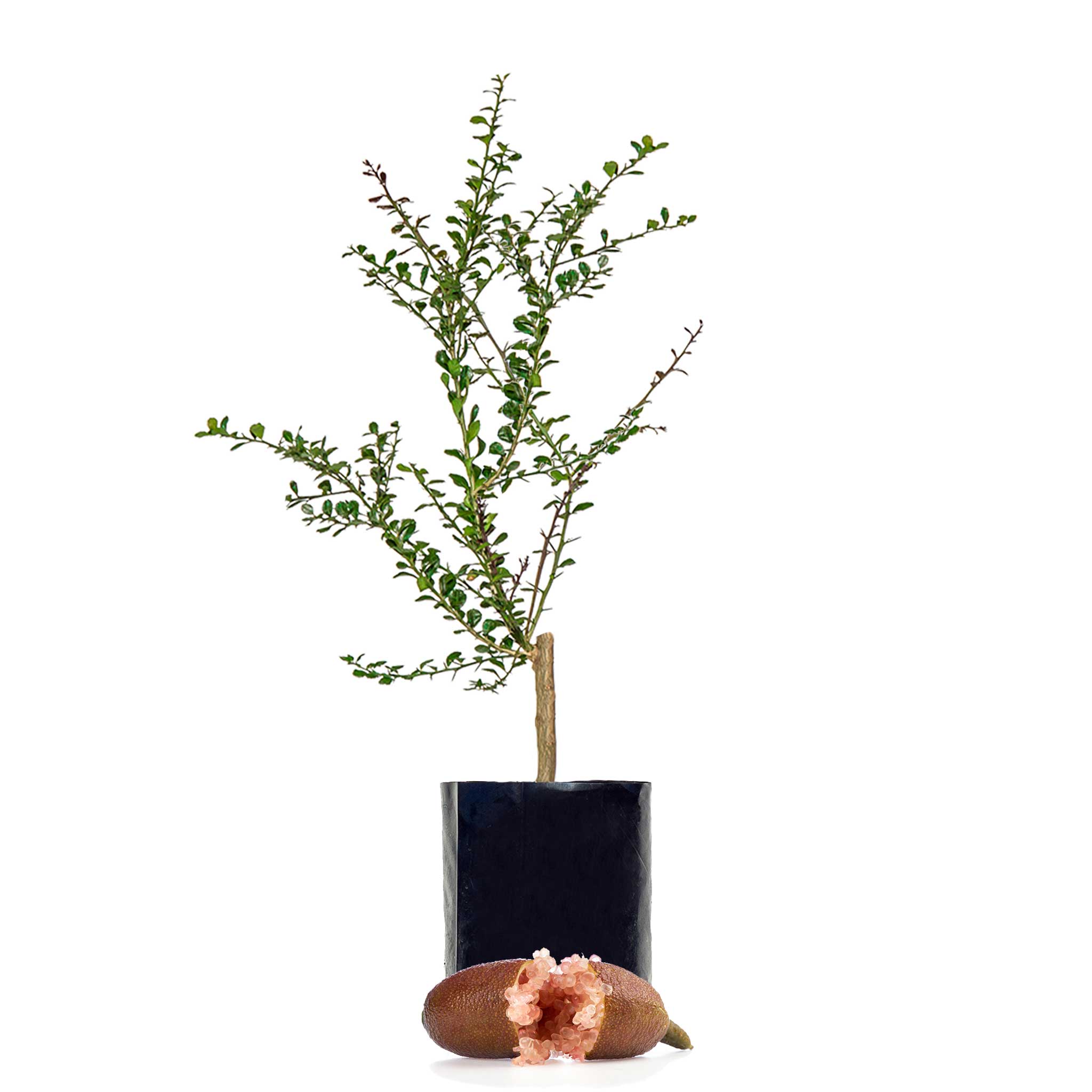 NEW - Finger Lime + Finger Lime
